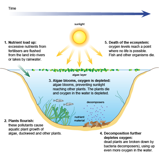 effects of eutrophication on an ecosystem